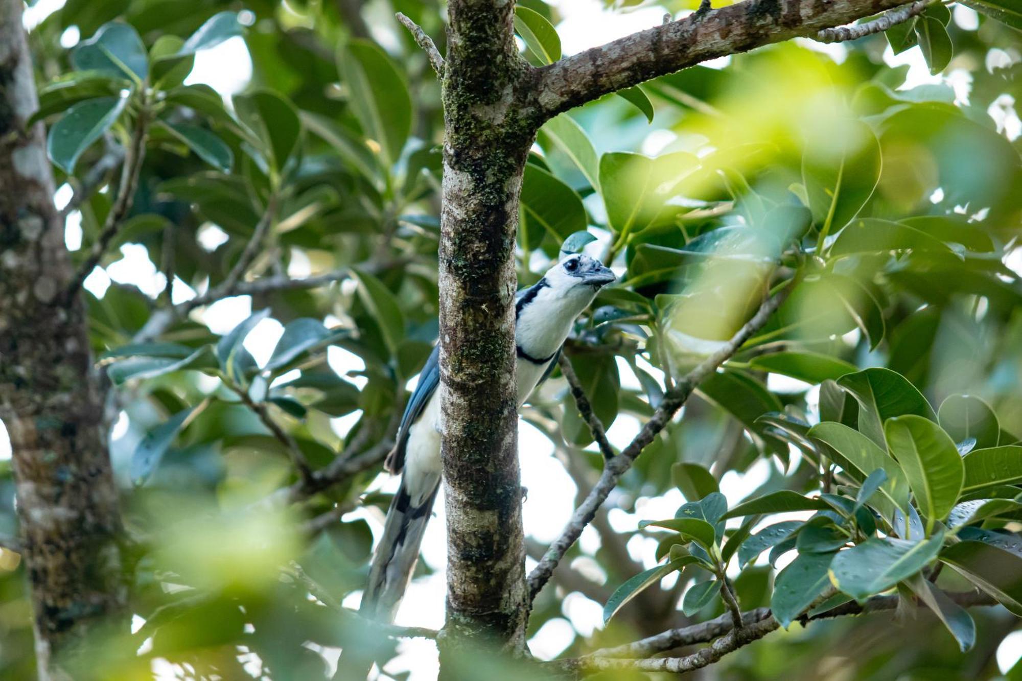 Heliconias Rainforest Lodge Бихагуа Екстериор снимка