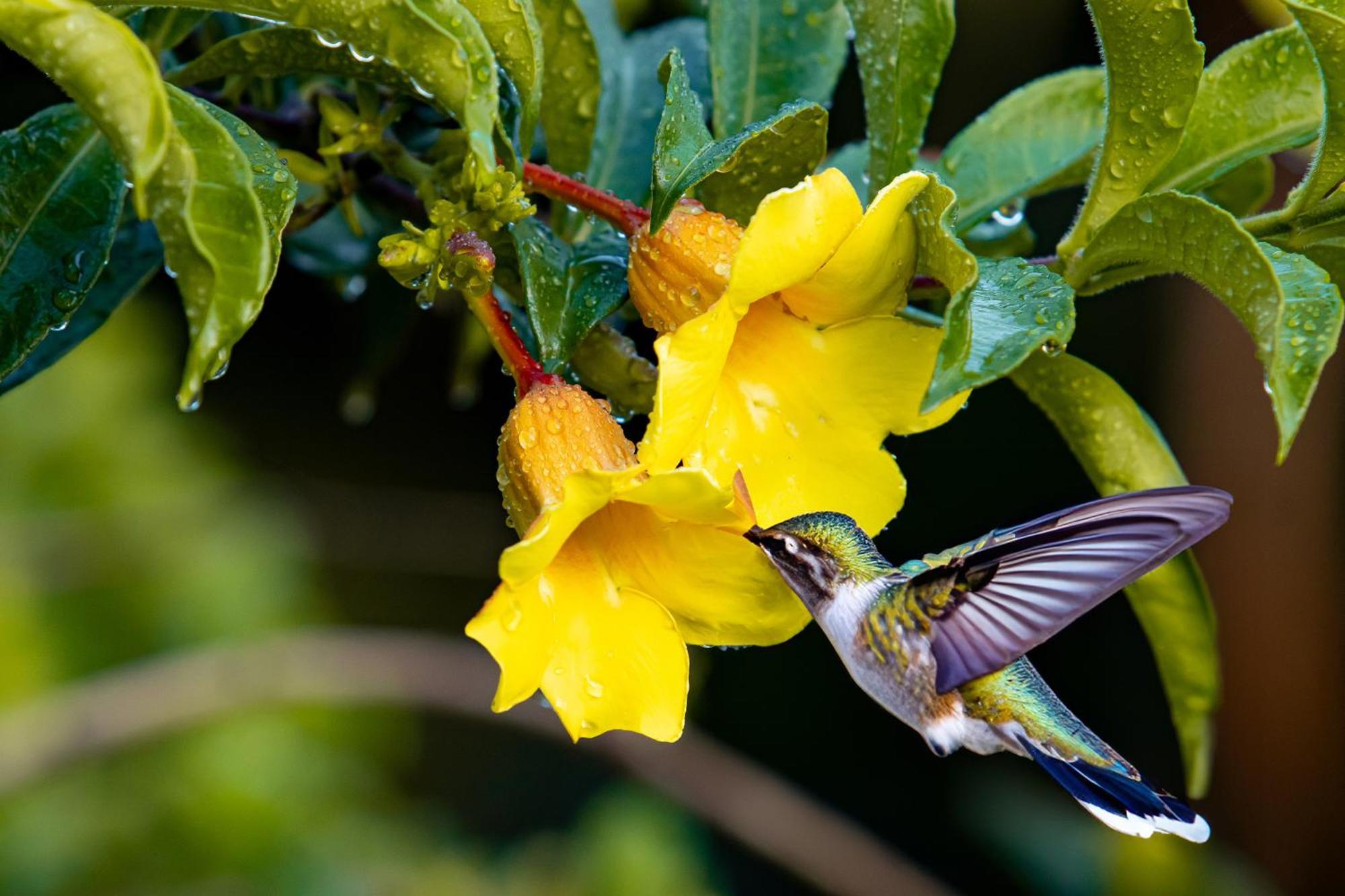 Heliconias Rainforest Lodge Бихагуа Екстериор снимка